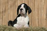 DOGUE ALLEMAND 613